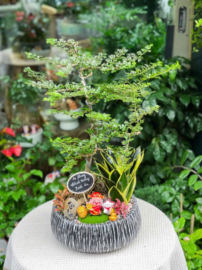 Cách chọn chậu phù hợp cho bonsai mini