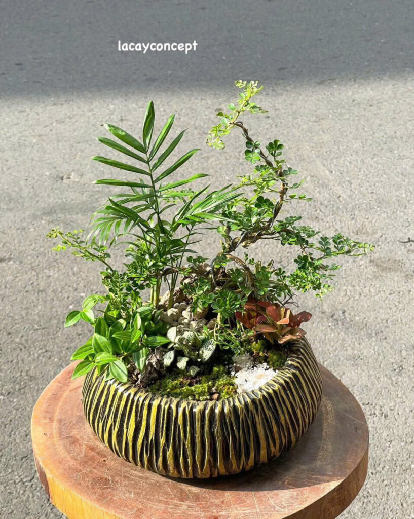 cách chọn chậu phù hợp