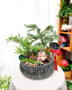 chậu Cemore bán chạy