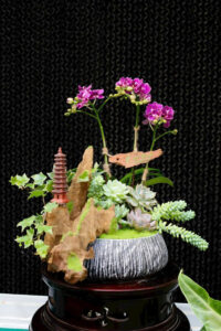 5 mẹo chăm sen đá