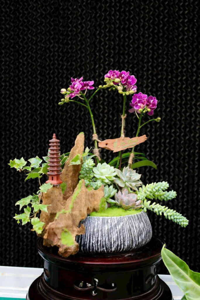 5 mẹo chăm sen đá