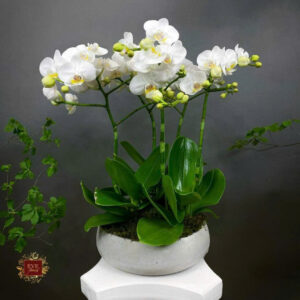 bảng giá chậu Cemore