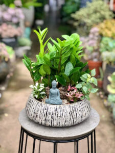chậu xi măng vuông lớn trồng cây văn phòng