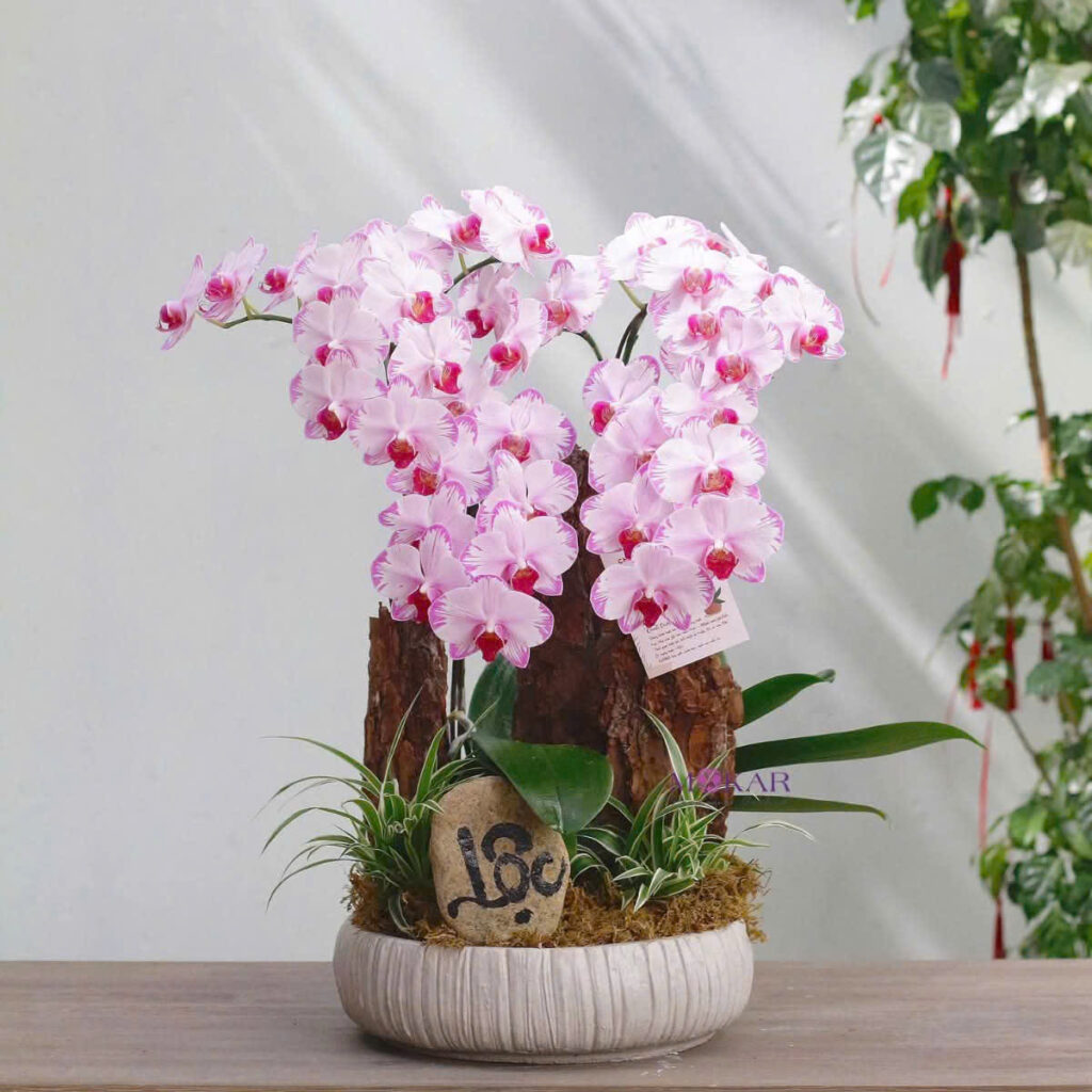 chậu xi măng hình trụ cao cho cây ăn trái mini