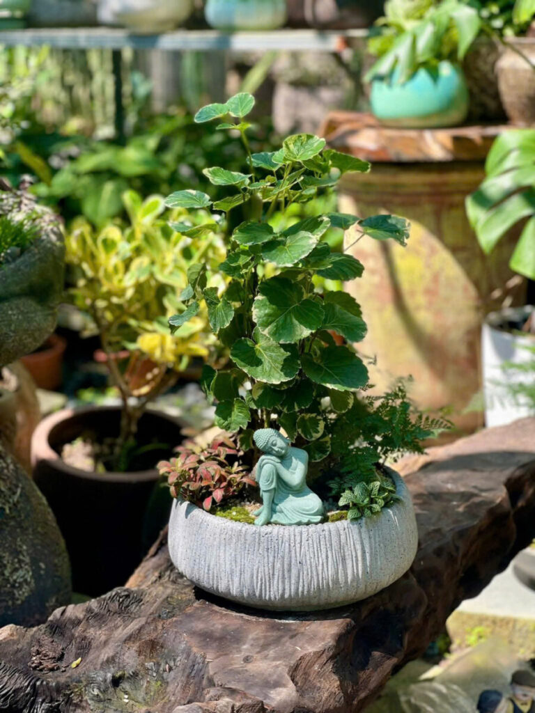 chậu xi măng giá xưởng giao nhanh nội thành