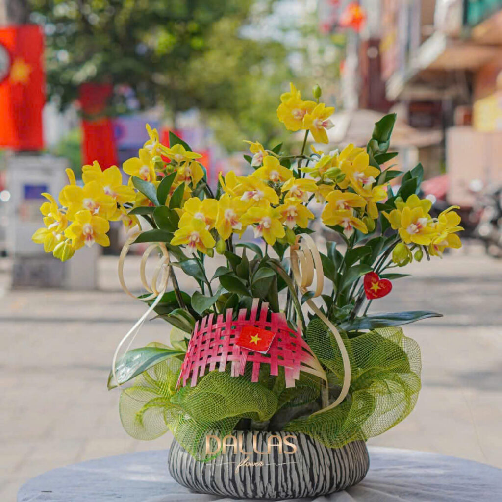 chậu xi măng hình oval trồng hoa mười giờ