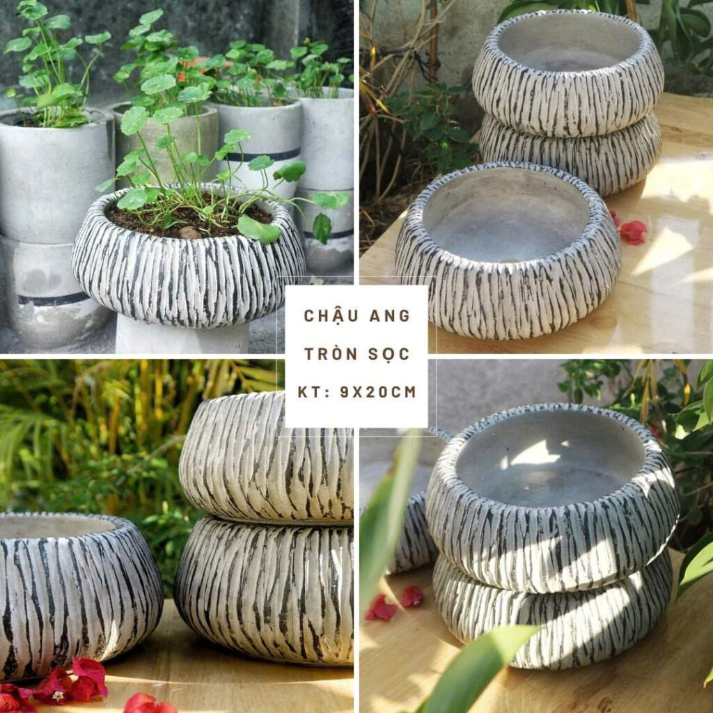 chậu xi măng trồng cây ăn lá trong nhà