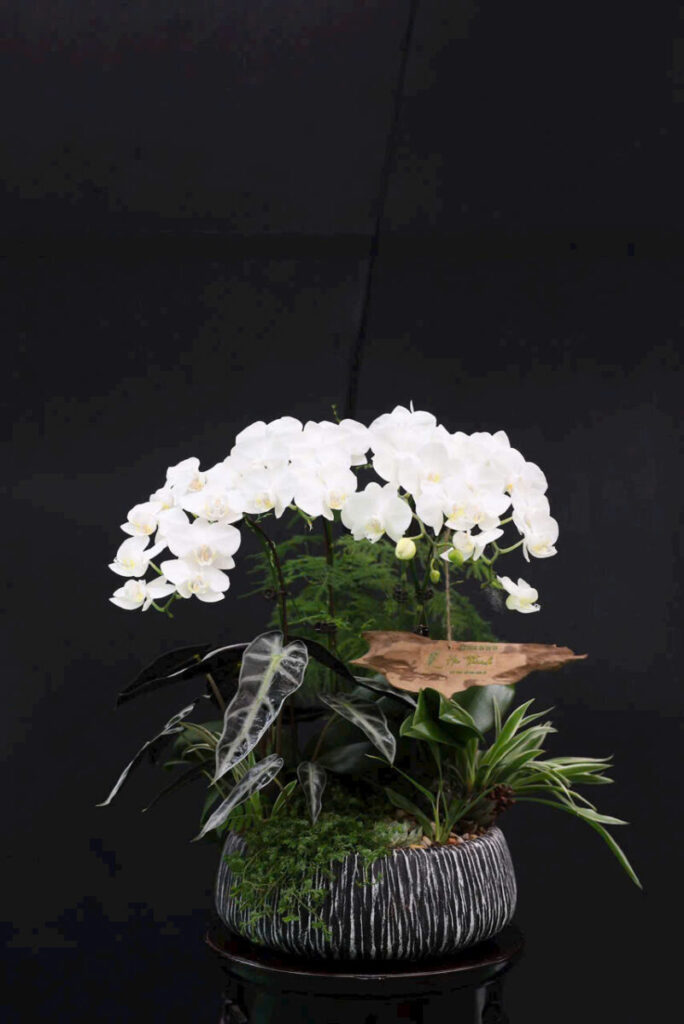 chậu xi măng cao 60cm trồng trúc quân tử