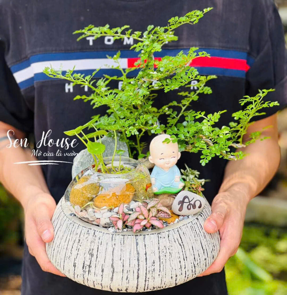 chậu xi măng trồng bonsai có đế kê