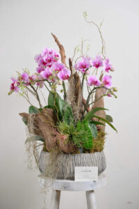 chậu xi măng hình oval trồng hoa mười giờ