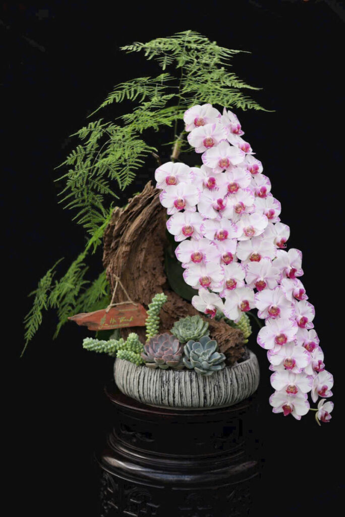 chậu xi măng dài 80cm trồng cây hàng rào