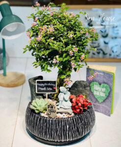 chậu xi măng trồng cây ăn lá trong nhà