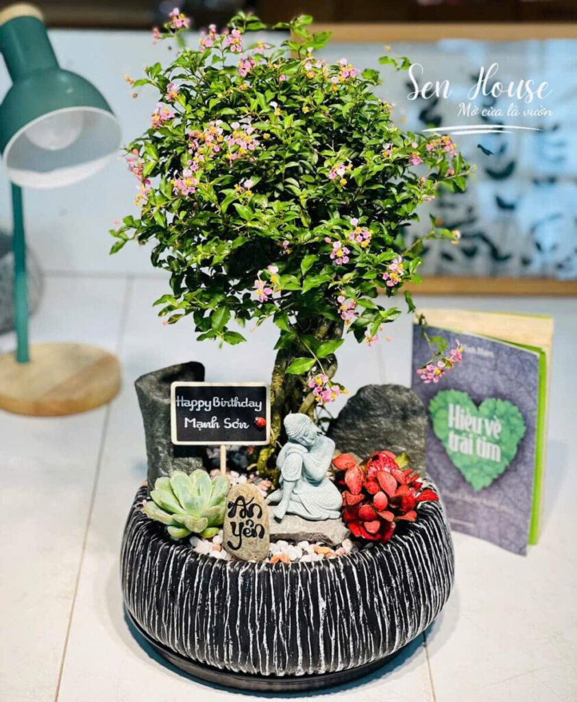 chậu xi măng trồng cây ăn lá trong nhà