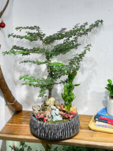 chậu xi măng cao cấp cho khách sạn resort