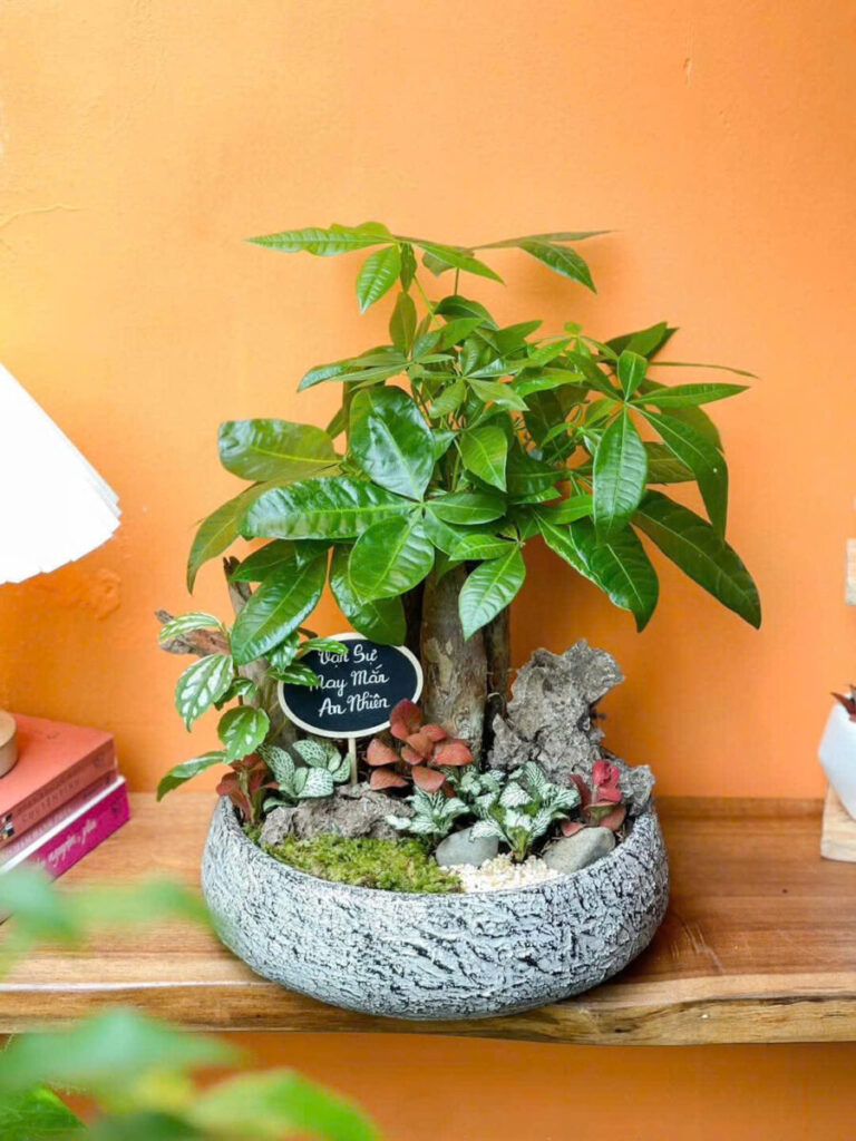 chậu xi măng chữ nhật làm bồn cây lối đi