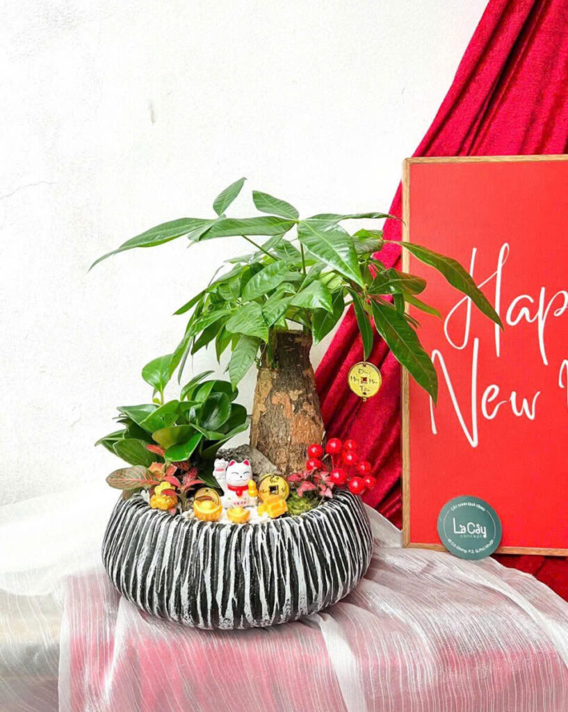 chậu xi măng trồng hoa giấy ngoài trời