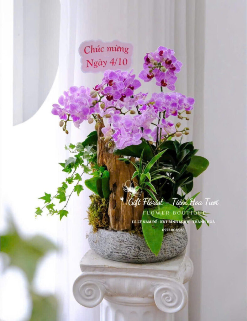 chậu xi măng chịu nắng mưa cho quán cà phê