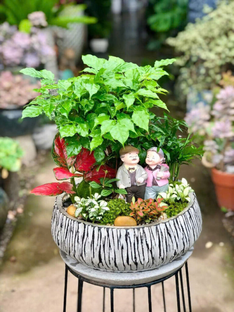 chậu xi măng hình chữ nhật kèm dớn + đất trộn