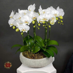 chậu xi măng sơn giả đá bền ngoài trời