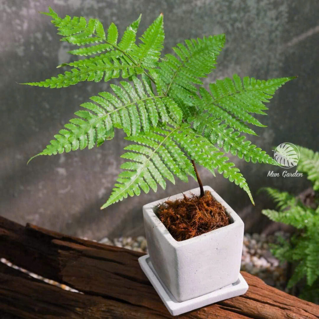 chậu xi măng phong cách minimal màu xám