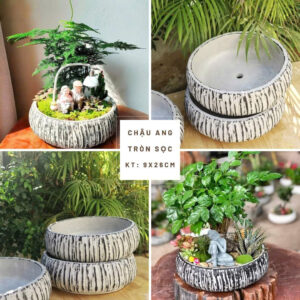 chậu xi măng dài 80cm trồng cây hàng rào