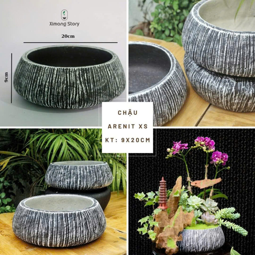 chậu xi măng trồng sen súng sân vườn