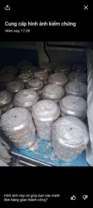 chậu xi măng kèm hướng dẫn trồng cây