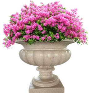 chậu xi măng đặt sân vườn nhà phố