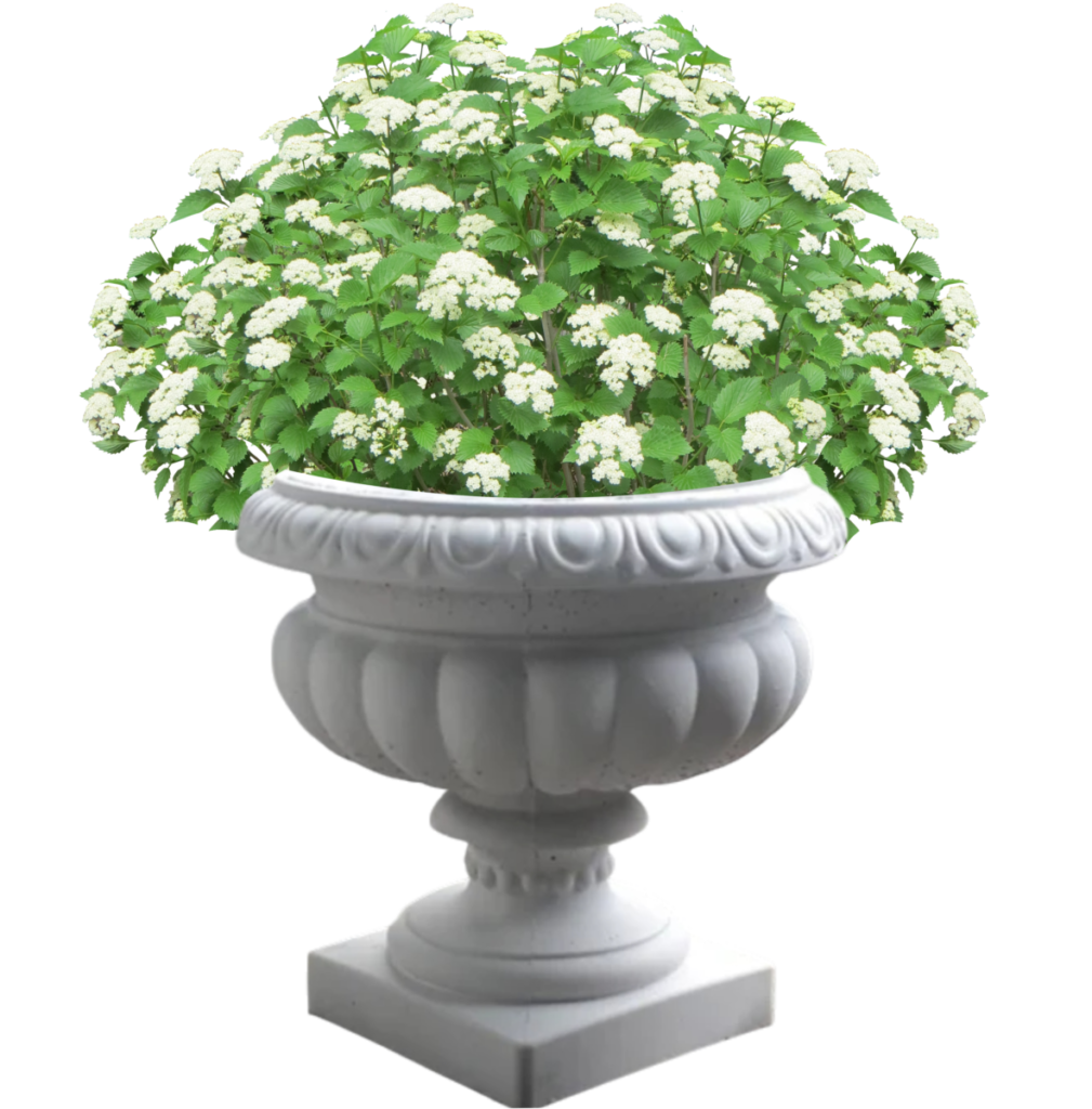 chậu xi măng trồng cây ăn trái mini