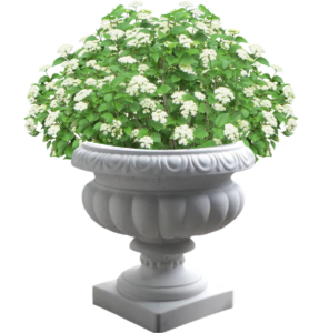 chậu xi măng trồng cây ăn trái mini