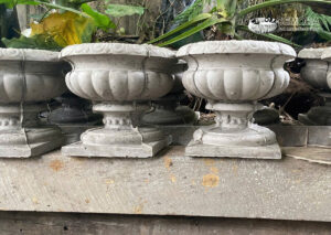 chậu xi măng chống nứt do rễ phát triển