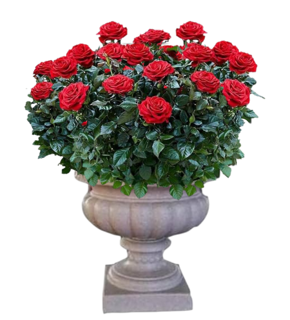 chậu xi măng dài 150cm cho lối đi