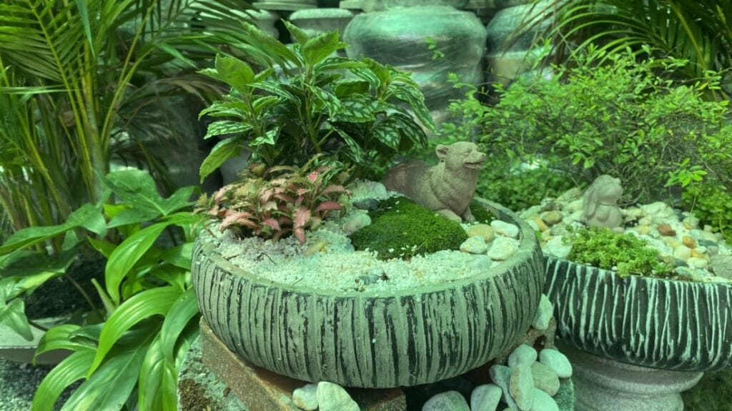 chậu trồng cây lộc vừng mini sân vườn