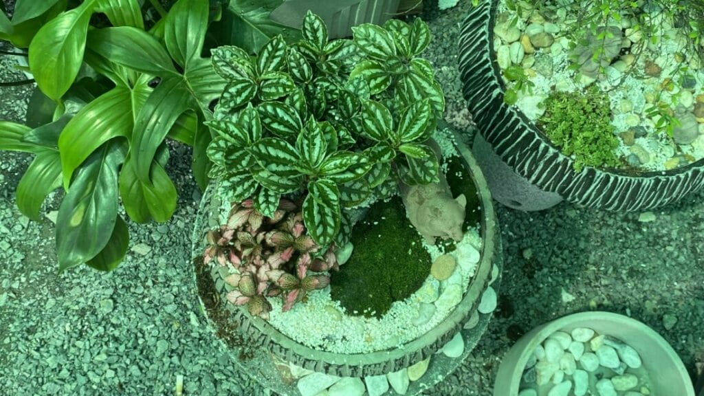 chậu trồng cây phát tài miệng rộng