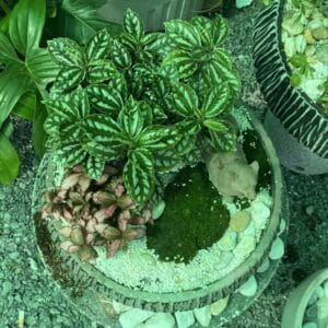 chậu trồng cây phát tài miệng rộng