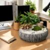 chậu trồng cây cọ nhật trước cổng