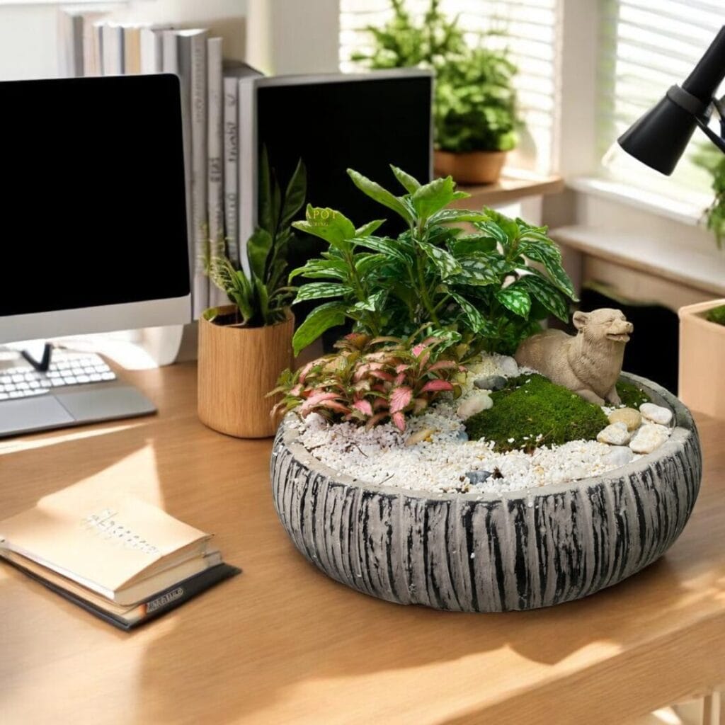 chậu trồng cây cọ nhật trước cổng
