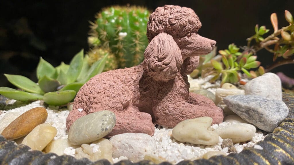 chậu trồng hoa dạ yến thảo rũ ban công