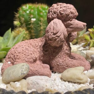 chậu trồng hoa dạ yến thảo rũ ban công