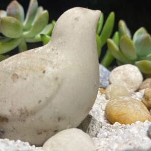 chậu trồng hoa nhài trước hiên nhà