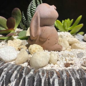 chậu trồng cây phong thủy kim ngân
