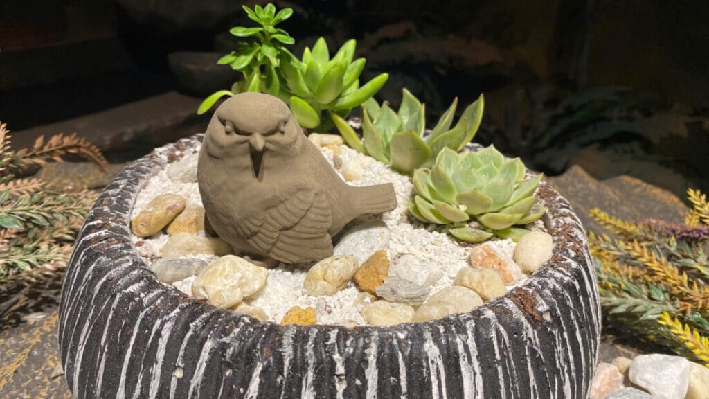 chậu để bàn trồng lưỡi hổ mini